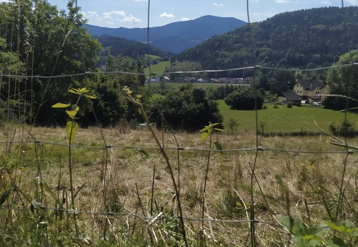 IMG 20210807 113747
